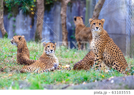 チーター,多摩動物公園 チーター,多摩動物公園 63103555