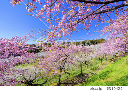 河津桜と白梅４ 63104294