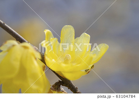 蝋梅の花 蝋梅の花 63104784