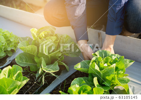 closeup hands of young asian man farmer checking fresh organic vegetable garden closeup hands of young asian man farmer checking fresh organic vegetable garden 63105145