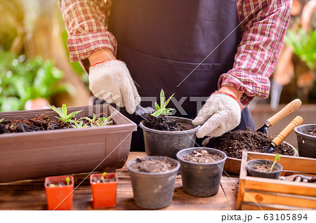 Gardener planting the tree and growth up.  63105894
