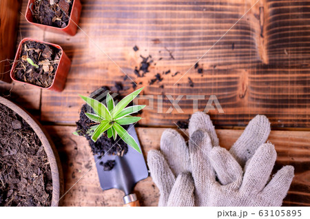 Gardener planting the tree and growth up. Gardener planting the tree and growth up. 63105895