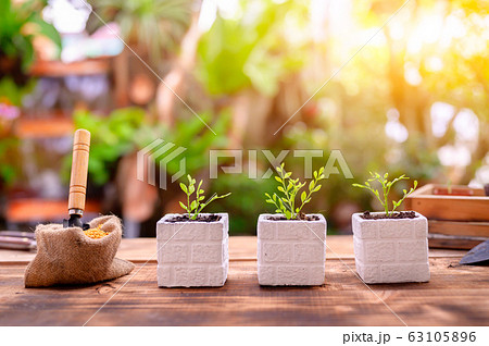 Gardener planting the tree and growth up. 63105896