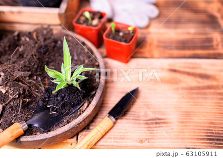 Gardener planting the tree and growth up.  63105911