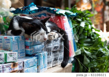 ミャンマー_店先の猫 ミャンマー_店先の猫 63106021