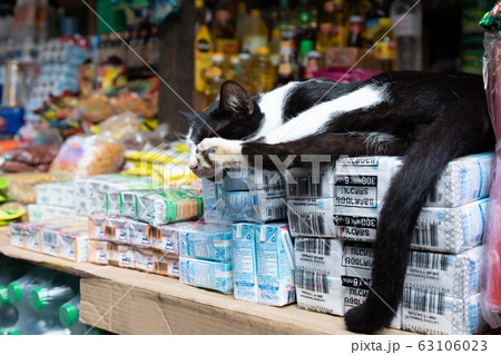 ミャンマー_店先の猫 ミャンマー_店先の猫 63106023