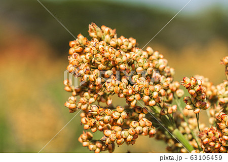Sorghum in field of feed for livestock Sorghum in field of feed for livestock 63106459