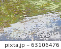 モネの池 63106476