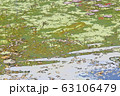 モネの池 63106479