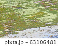 モネの池 63106481
