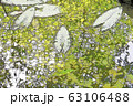モネの池 63106488