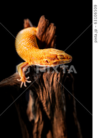macro photo of leopard gecko on the wood  63106509