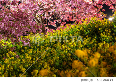 《神奈川県》河津桜と菜の花のライトアップ・西平畑公園 63106834