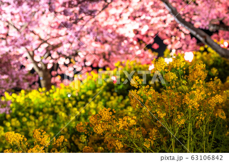《神奈川県》河津桜と菜の花のライトアップ・西平畑公園 《神奈川県》河津桜と菜の花のライトアップ・西平畑公園 63106842