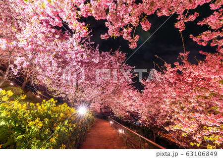 《神奈川県》河津桜と菜の花のライトアップ・西平畑公園 63106849