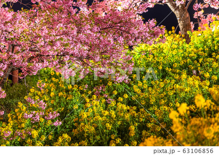 《神奈川県》河津桜と菜の花のライトアップ・西平畑公園 《神奈川県》河津桜と菜の花のライトアップ・西平畑公園 63106856