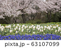 桜とチューリップ 63107099