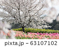 桜とチューリップ 63107102