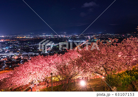 《神奈川県》河津桜ライトアップ・西平畑公園 《神奈川県》河津桜ライトアップ・西平畑公園 63107153