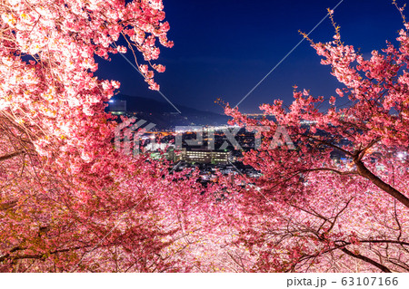 《神奈川県》河津桜ライトアップ・西平畑公園 《神奈川県》河津桜ライトアップ・西平畑公園 63107166