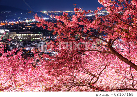 《神奈川県》河津桜ライトアップ・西平畑公園 《神奈川県》河津桜ライトアップ・西平畑公園 63107169