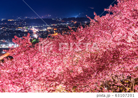《神奈川県》河津桜ライトアップ・西平畑公園 《神奈川県》河津桜ライトアップ・西平畑公園 63107201