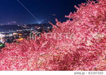 《神奈川県》河津桜ライトアップ・西平畑公園 《神奈川県》河津桜ライトアップ・西平畑公園 63107202