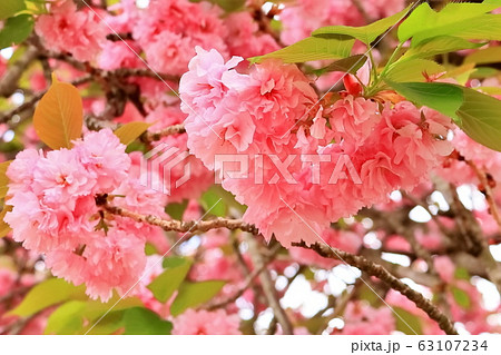 美しい八重桜 63107234