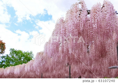 薄紅色の藤の花 63107240