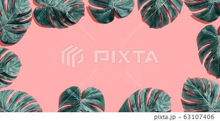 Tropical plant Monstera leaves 63107406