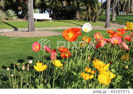 ポピーの花壇 63107571