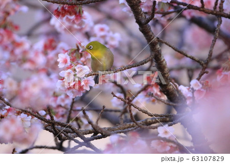 【静岡県】　熱海桜とメジロ 63107829