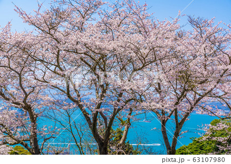 関門海峡と桜 関門海峡と桜 63107980