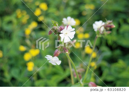 白い待宵仙翁の花　写真素材 63108820