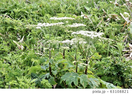 白いオオハナウドの花　写真素材　【北海道北部】 63108821