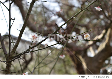 寂しい梅の花 63108849