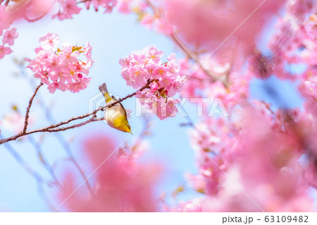 和風イメージ「桜とメジロ」 63109482