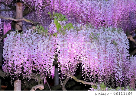 藤の花のライトアップ 藤の花のライトアップ 63111234