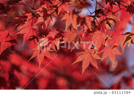 紅葉 63111594