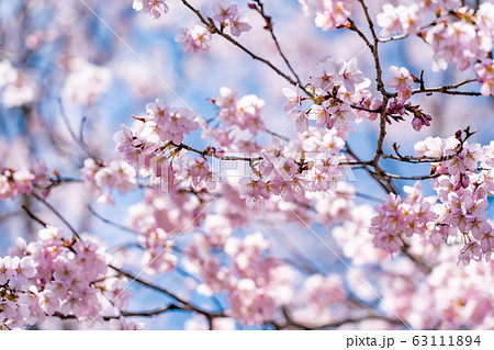 三重県　熊野市　早咲きの新種桜　クマノザクラ 63111894
