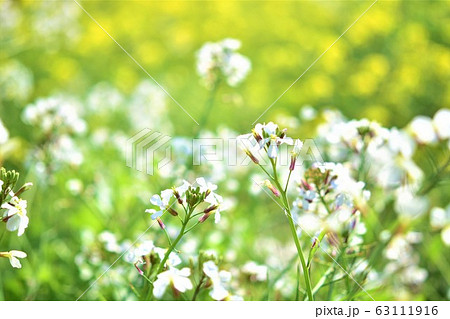 菜の花 ダイコンの花 菜の花畑 花畑 春 素材 背景 菜の花 ダイコンの花 菜の花畑 花畑 春 素材 背景 63111916