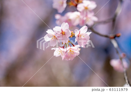 三重県　熊野市　早咲きの新種桜　クマノザクラ 63111979