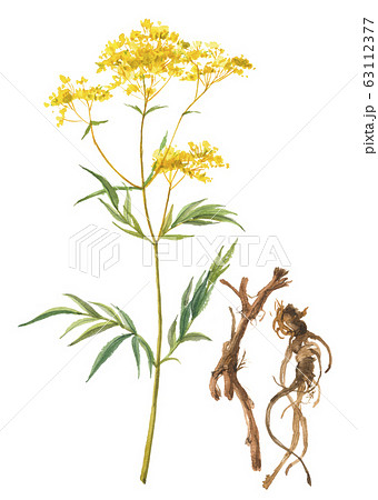 オミナエシ　花と根 63112377