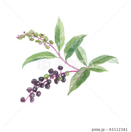 山牛蒡 ヤマゴボウ 山牛蒡 ヤマゴボウ 63112381