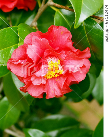 美しい椿（自然質感） 63112474