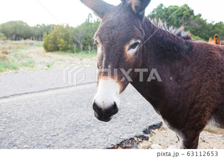 Wild donkey Wild donkey 63112653