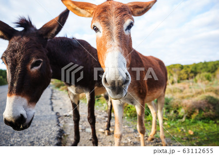 Wild donkey Wild donkey 63112655
