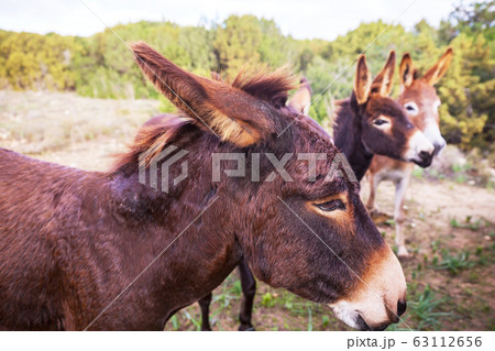Wild donkey Wild donkey 63112656