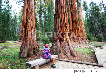 Sequoia Sequoia 63112689