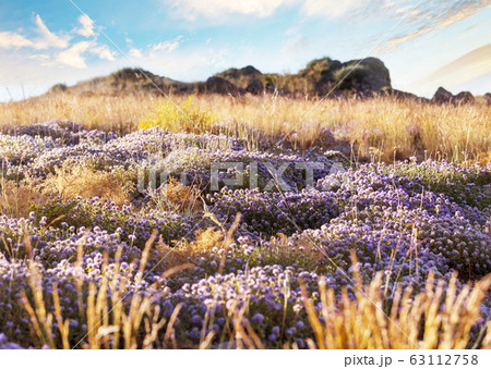 Mountain meadow 63112758